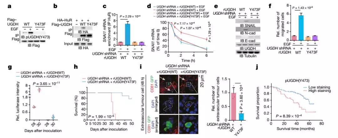 《Nature揭示尿苷二磷酸葡萄糖（UDP-Glc）抑制肺癌转移的新功能》