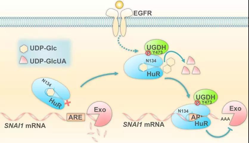 《Nature揭示尿苷二磷酸葡萄糖（UDP-Glc）抑制肺癌转移的新功能》