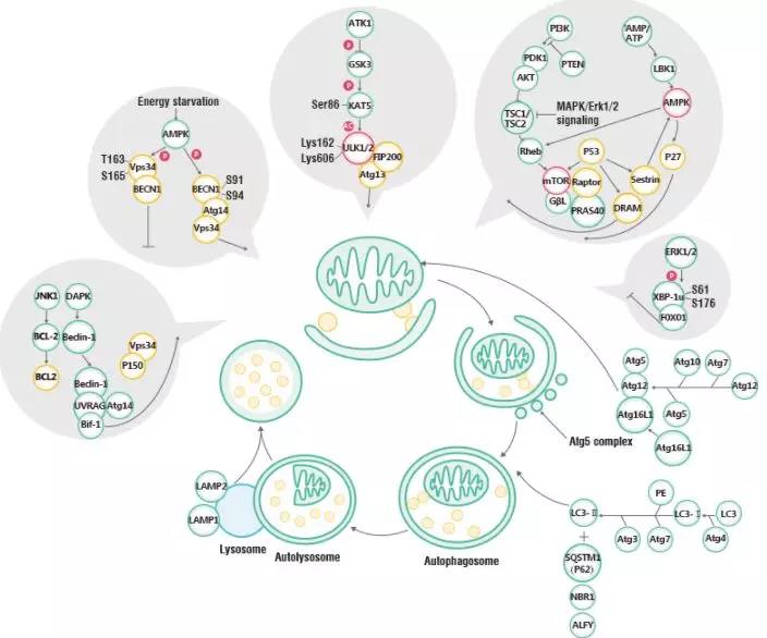 《自噬受体/活性标记蛋白 p62重组兔单抗》