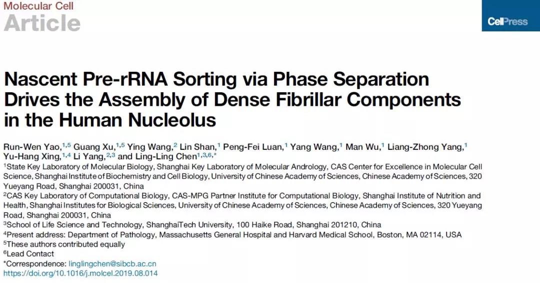《中科院生化细胞所陈玲玲团队首次提出相分离促进新生成rRNA前体定向转运的模型》