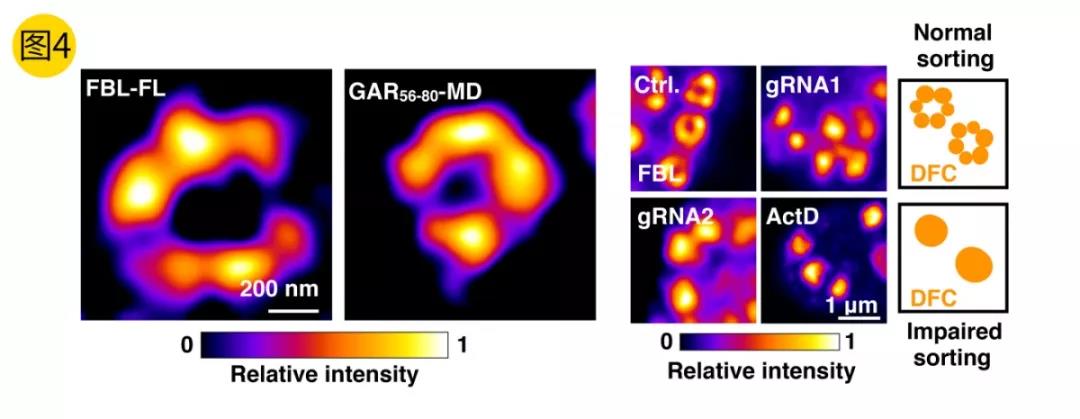 《中科院生化细胞所陈玲玲团队首次提出相分离促进新生成rRNA前体定向转运的模型》