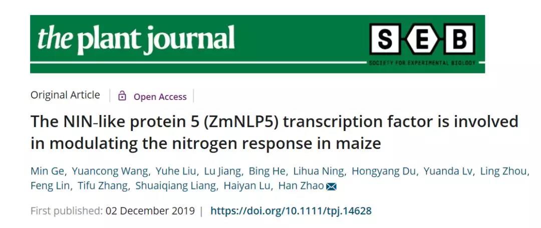 《The Plant Journal NIN家族转录因子介导玉米的氮吸收利用》