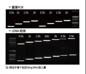 《PCR中的王者：Gloria Nova HS 高保真聚合酶》