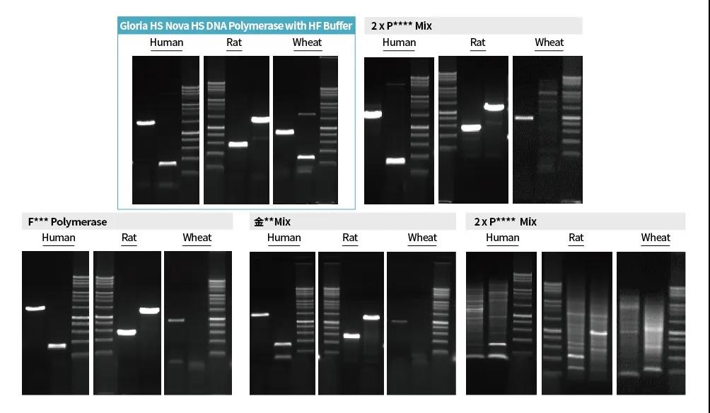 《PCR中的王者：Gloria Nova HS 高保真聚合酶》