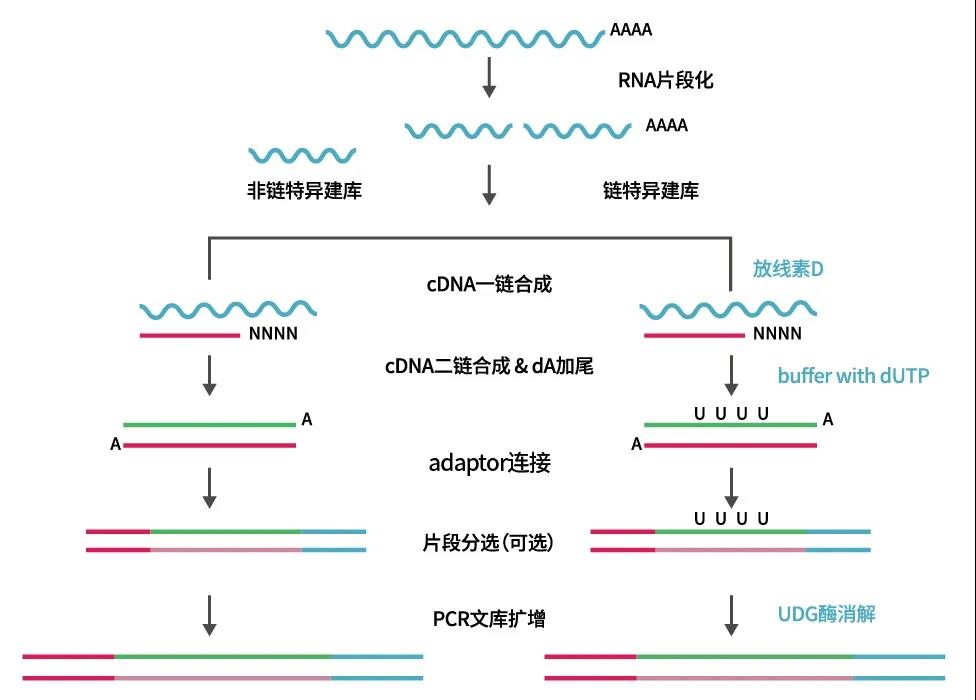 《新品上市：快速RNA建库试剂盒Fast RNA-Seq Lib Prep Module》