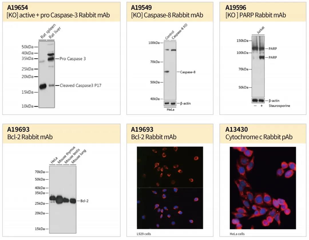 《ABclonal程序性细胞死亡系列软文（一）细胞凋亡特征盘点及检测指南推荐》