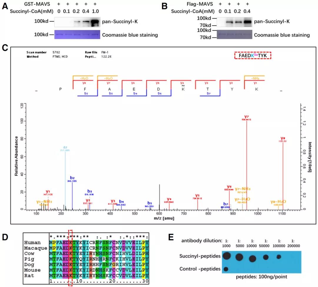 《EMBO Journal | 中科院水生所肖武汉团队解析去琥珀酰化酶SIRT5在抗病毒先天免疫中的功能和机制》