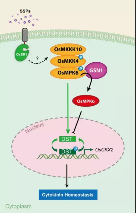 《林鸿宣院士研究组揭示MAPK级联信号通过细胞分裂素代谢调控水稻穗型发育的分子机理》