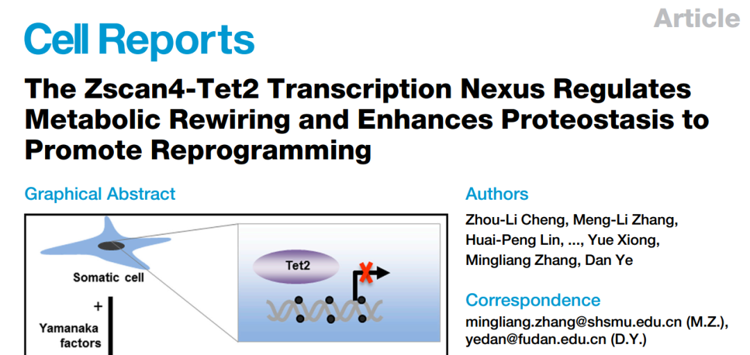 《复旦大学生物医学研究院分子细胞生物学团队（复旦MCB） 揭示Tet2-Zscan4f复合物促进体细胞重编程新机制》