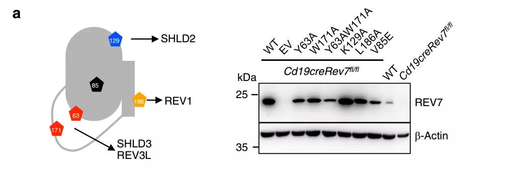 《孟飞龙研究组Nature Communications揭示REV7蛋白在维持激活态B细胞生存中的新功能》
