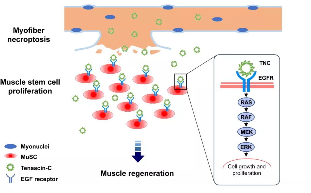 《Cell Res | 科学家诠释程序性细胞坏死的全新功能：创造组织修复的微环境》