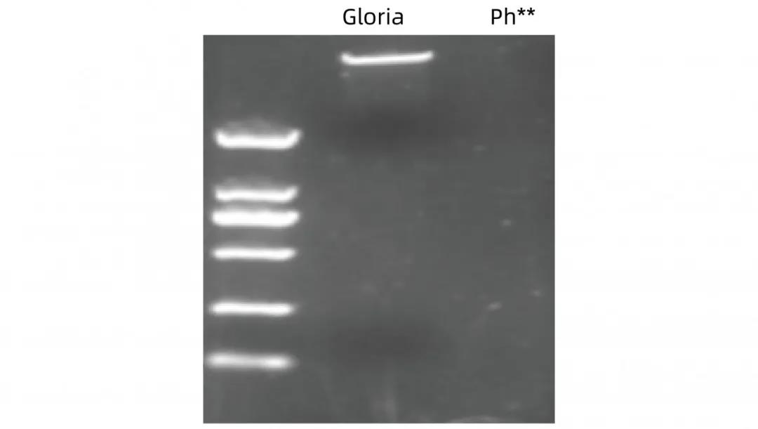 《活动 | 反馈Gloria Nova HS高保真DNA聚合酶数据赢精美礼品》