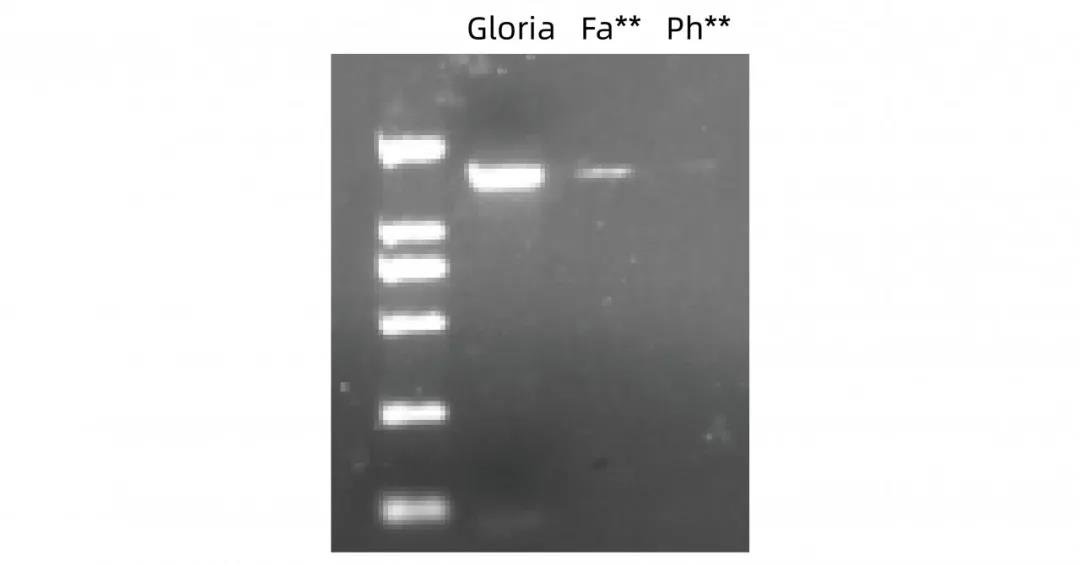 《活动 | 反馈Gloria Nova HS高保真DNA聚合酶数据赢精美礼品》
