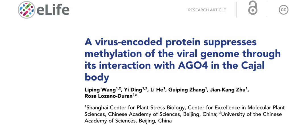 《上海植物逆境中心Rosa Lozano-Duran研究组破译了植物病毒与宿主围绕卡哈尔体（Cajal body）的博弈新机制》