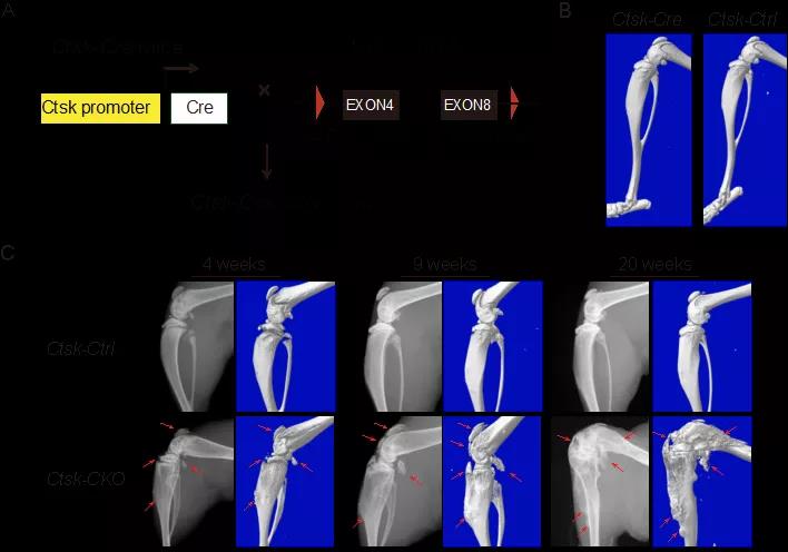 《文献解读 | 邹卫国组鉴定肌腱前体细胞新亚型并成功建立异位骨化模型》
